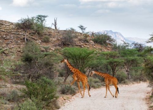 Why Visit Samburu National Reserve in Kenya