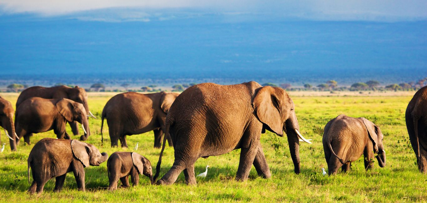 Amboseli National Park 